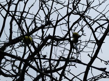 Low angle view of bird perching on tree against sky