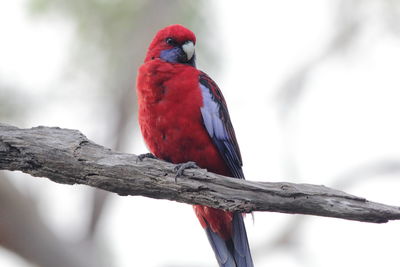 Close-up of red bird perching on branch