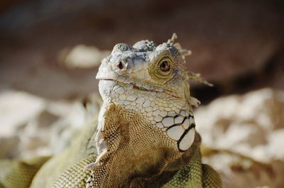 Close-up of a lizard