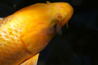 Close-up of jellyfish in aquarium