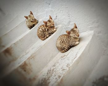 High angle view of cats resting