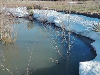 High angle view of plants in lake during winter