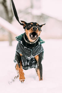 Portrait of dog standing on snow