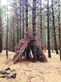 Trees in forest