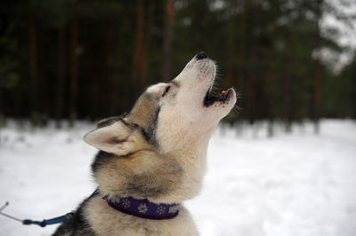 Close-up of a dog yawning