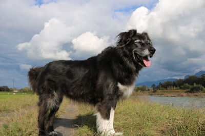 Dog looking away on field