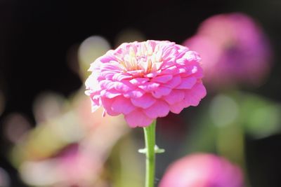 Close-up of pink flowering plant