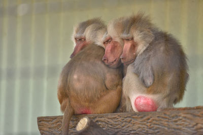 Baboons sitting on wooden bench at zoo