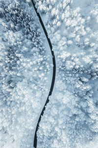 Close-up of snow on plant against sky