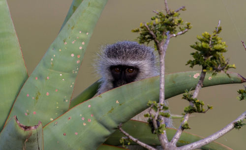 Close-up portrait of a monkey 