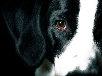 Portrait of black dog