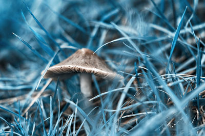 Close-up of dried mushroom growing on field