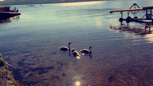 Ducks swimming in lake