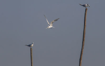 Low angle view of seagulls flying in sky