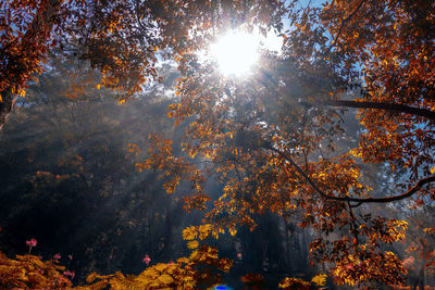 Low angle view of sunlight streaming through trees during autumn