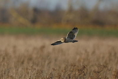 A short-eared owl hunting