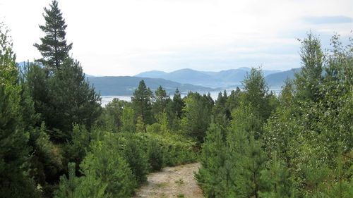 Footpath leading to mountain