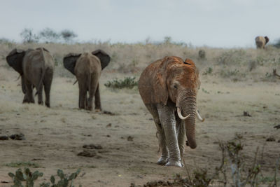 View of elephants walking on field