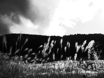 Plants growing on field against sky