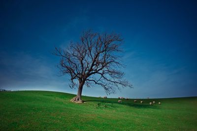 Bare tree on field against sky