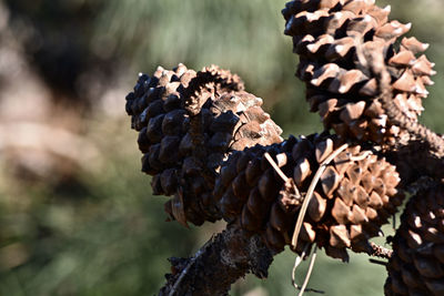 conifer cone