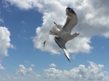 Low angle view of seagull flying against sky