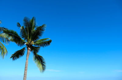 Low angle view of coconut palm tree against clear blue sky