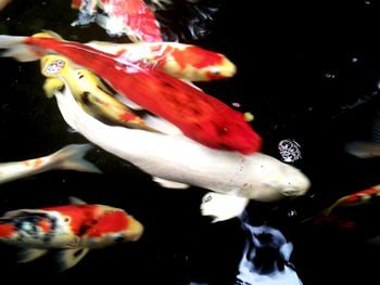 Close-up of koi fish in water