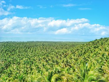 Scenic view of a palm tree forest against sky in brazil 