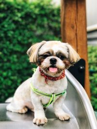 Portrait of dog sitting on grass