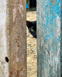 Cat sitting on tree trunk