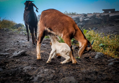 Horse standing in a field