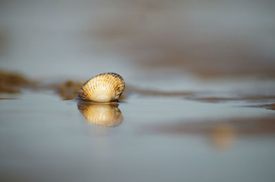 Close-up of snail on water