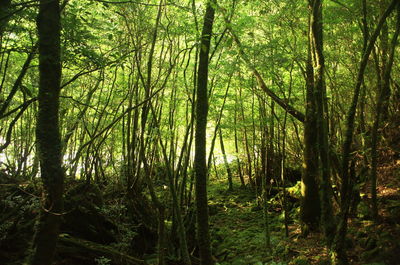 View of trees in forest