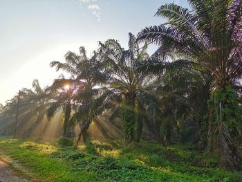 Palm trees on field against sky