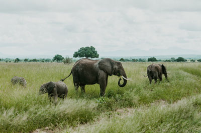 A family of african elephants grazing in mikumi national park