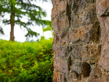 Close-up of moss on tree trunk