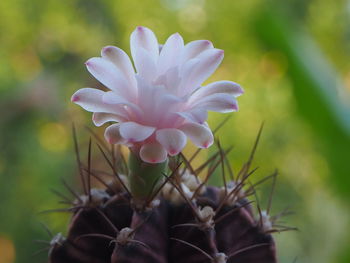 Close-up of flowering plant on field