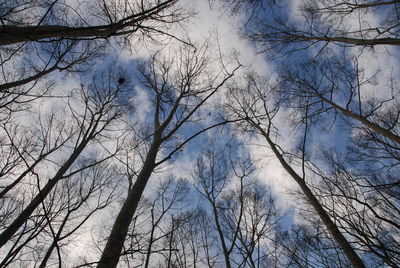 Low angle view of bare trees against sky