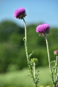 Close-up of thistle flower