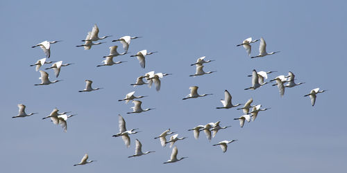 Low angle view of spoonbill birds flying in sky