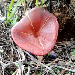 Close-up of mushroom growing on field