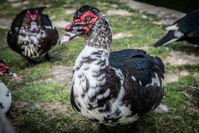 Two birds on a field