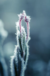 Close-up of frozen plant