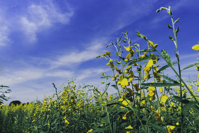Yellow flowering plants growing on field against sky
