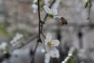 Close-up of cherry blossom
