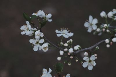 Close-up of white cherry blossoms in spring