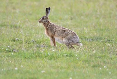 Close up of hare on guard. ready to run.