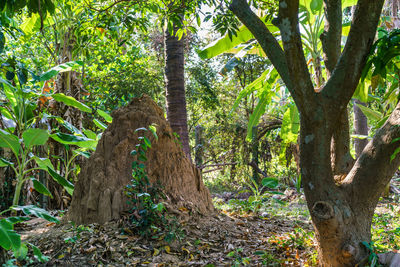 Trees in forest