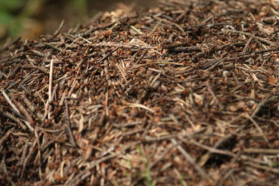 Close-up of dried plant on field